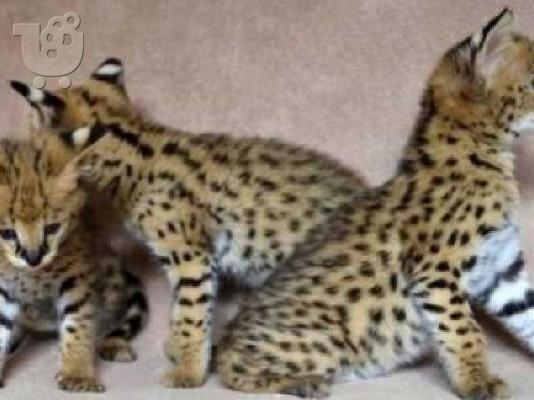 Serval γατάκια έτοιμα για τα παντοτινά τους σπίτια